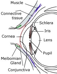 Eyelid