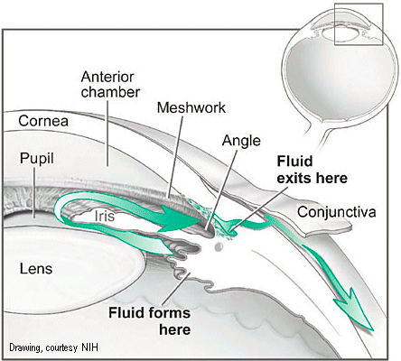 Trabecular meshwork & IOP