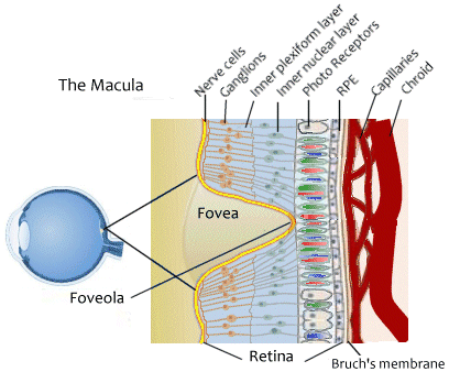 macula