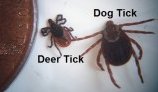 ticks