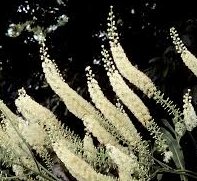 Black cohosh