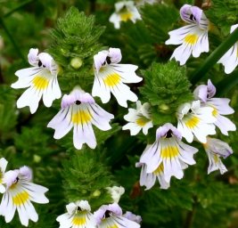 eyebright