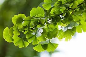 Gingko biloba