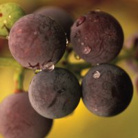 Grape seed extract