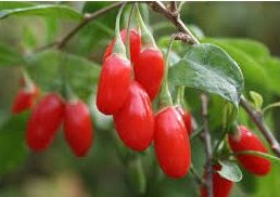 Goji Berry