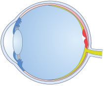 Macula