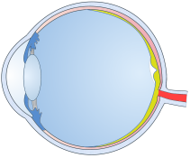 Optic nerve